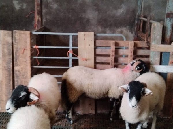 Swaledale Ram Lambs - Main image