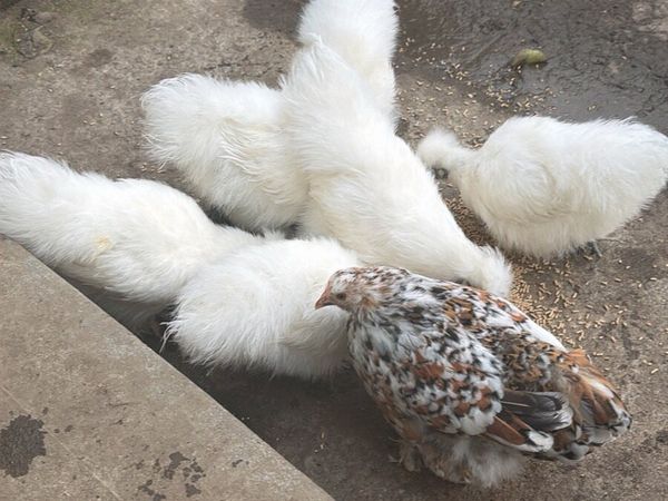 Silkie Show Quality Pair Hen + Rooster - Main image