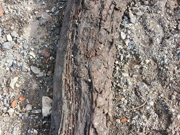 Bog Oak - Main image