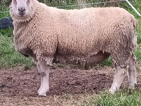 Pedigree registered Charollais ram lamb - Main image