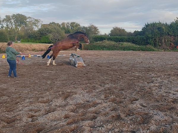 4 yr old, 156cm, Gelding For Sale - Main image