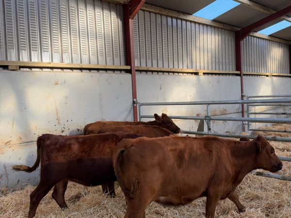 Angus heifers - Main image