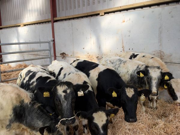 Blue heifers - Main image