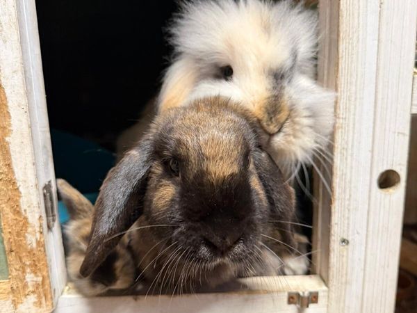 Baby Rabbits - Main image