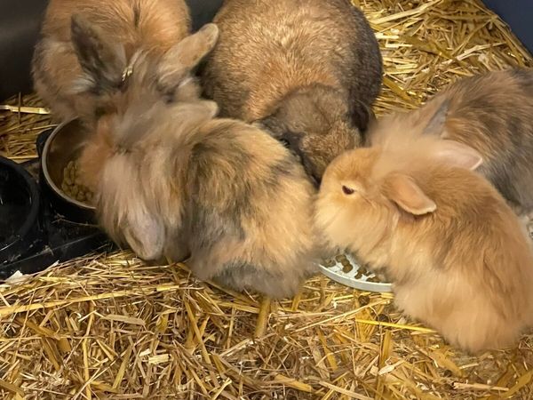 Baby Rabbits for sale in Laois for €30 on DoneDeal