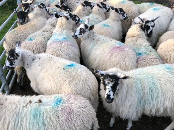 Mule ewe lambs - Main image