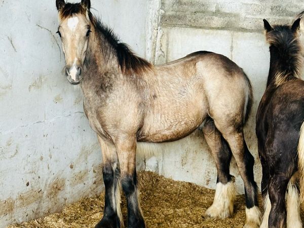 Heavy Dun Colts - Main image