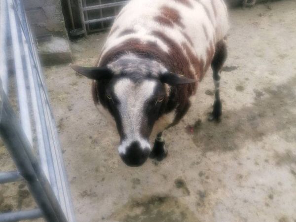 Dutch spotted ram - Main image