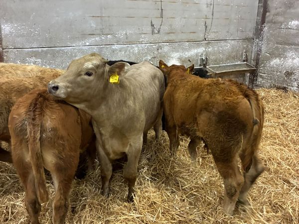 Beef bred bulls - Main image