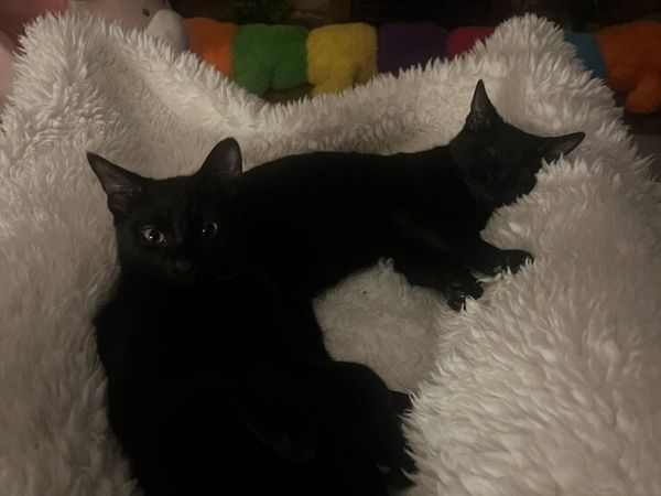 Lovely little boy kittens - Main image