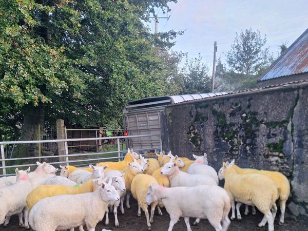 Cheviot hoggets - Main image