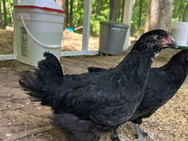 Maran Chicks For Sale - Main image