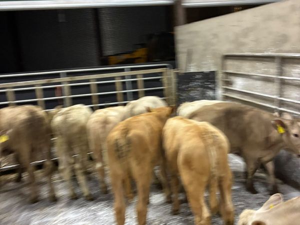 Charolais bulls - Main image