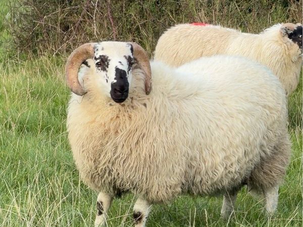 For Sale – Scotch Rams & Ram Lambs - Main image