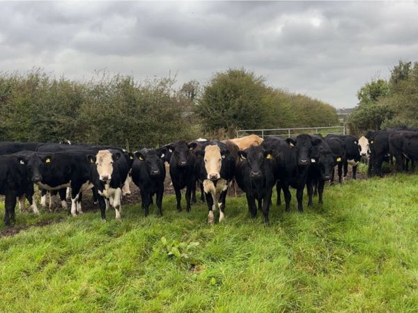 💥24 CRACKING HEIFER STORES💥 - Main image