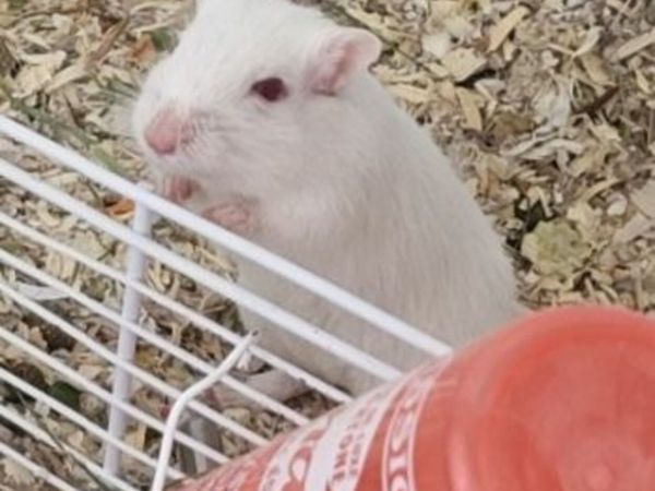 Gerbil - Main image