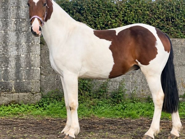 3yr old Cob - Main image