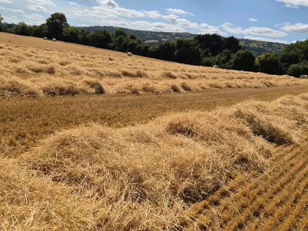 Tillage land wanted - Main image