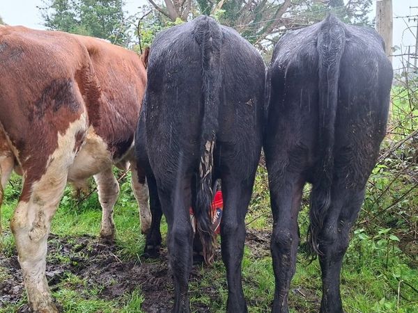 Angus Bullocks - Main image