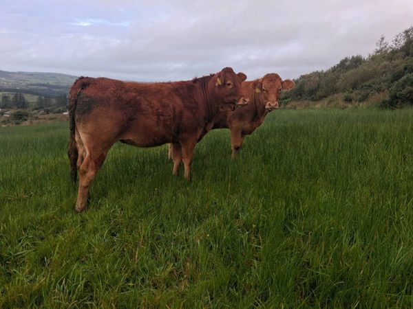2 limousin heifers for sale - Main image