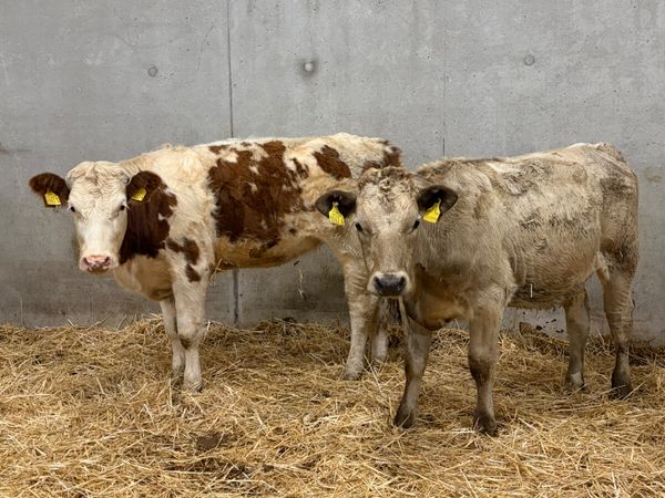 2 Charolais & Simmental Heifers - Main image