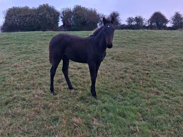 Stunning foal for sale - Main image