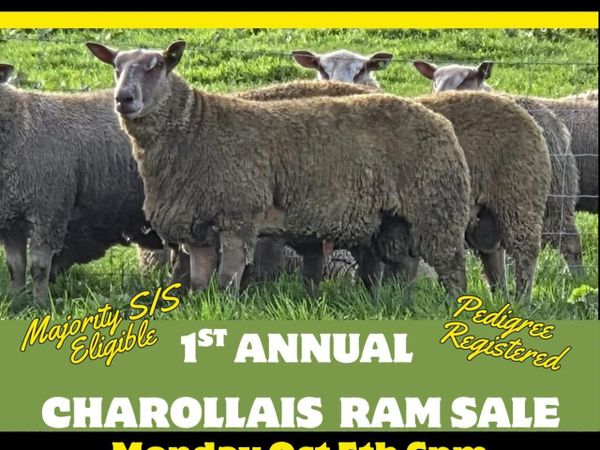 Pedigree registered charollais ram lambs - Main image