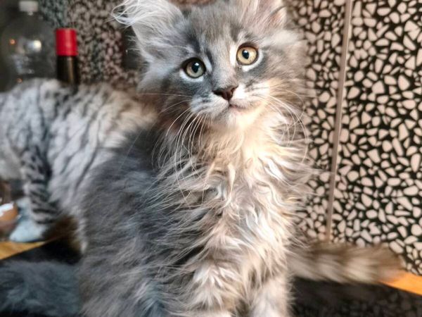 TICA registeredl Maine coon kittens - Main image