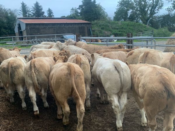 20 super u nd e grade heifers - Main image
