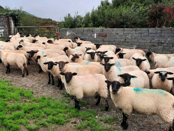 Ewe Lambs - Main image