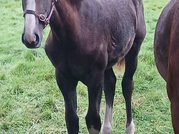 EXCITING ID COLT FOAL - Main image