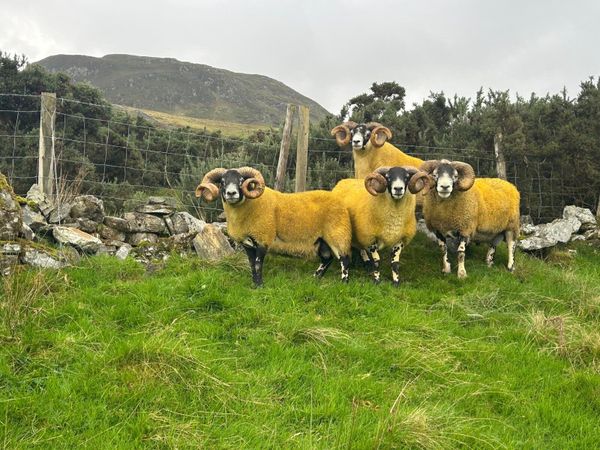 Lanark rams - Main image