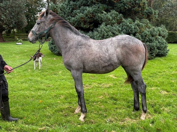 Cloonacauneen grandpa X young Carrawbawnfilly foal - Main image