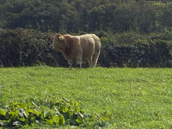 Weanling Bulls - Main image