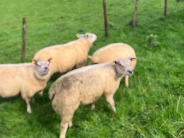 Ram lambs - Main image