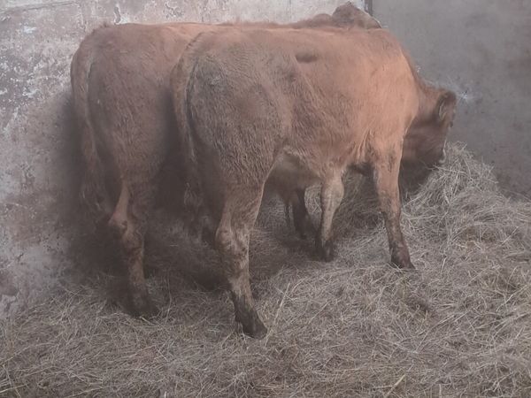 Weanlings - Main image