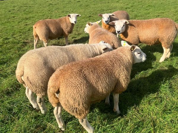 PBR Texel Rams - Main image