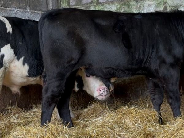 2 smashing wealing bulls - Main image