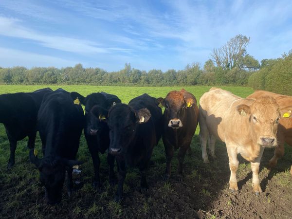 Organic Heifers - Main image