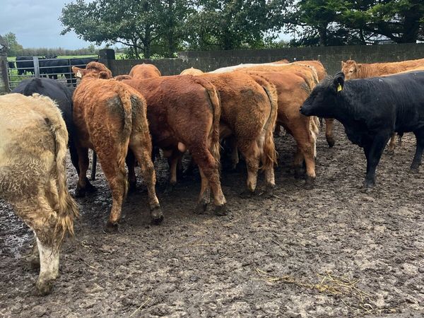 17 bullocks - Main image