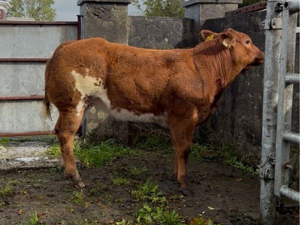 Weanling Heifers - Roscommon Tuesday - Main image