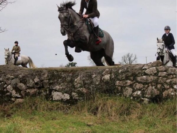 4yr full Connemara gelding with huge potential - Main image