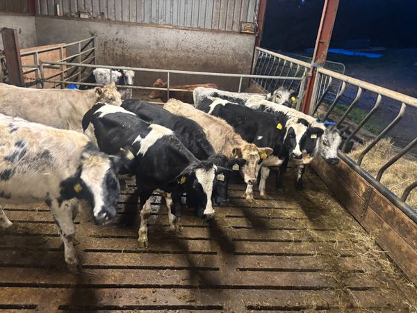 8 heifers 18 months old - Main image