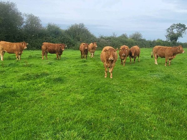 9 Incalf heifers - Main image