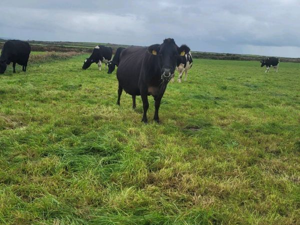 Jex cow - Main image