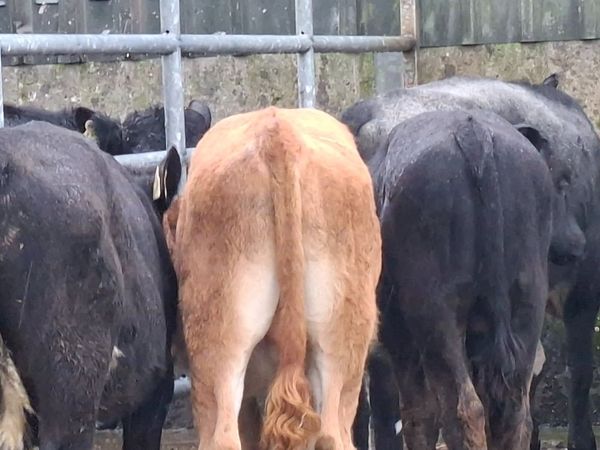 Limousin Bull Weanlings - Main image