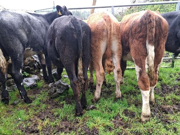 Limousin Bull Weanlings - Main image