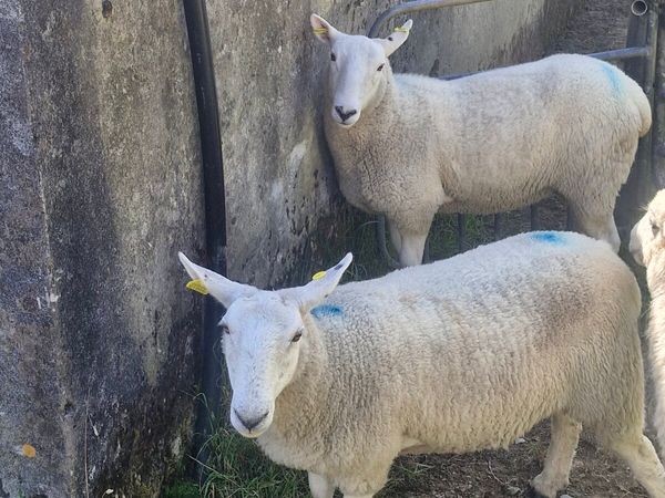 Hoggets - Main image