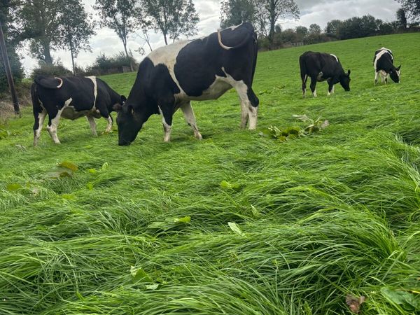 Incalf heifers - Main image