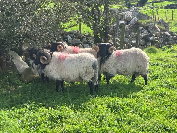 *Hogget Rams* - Main image